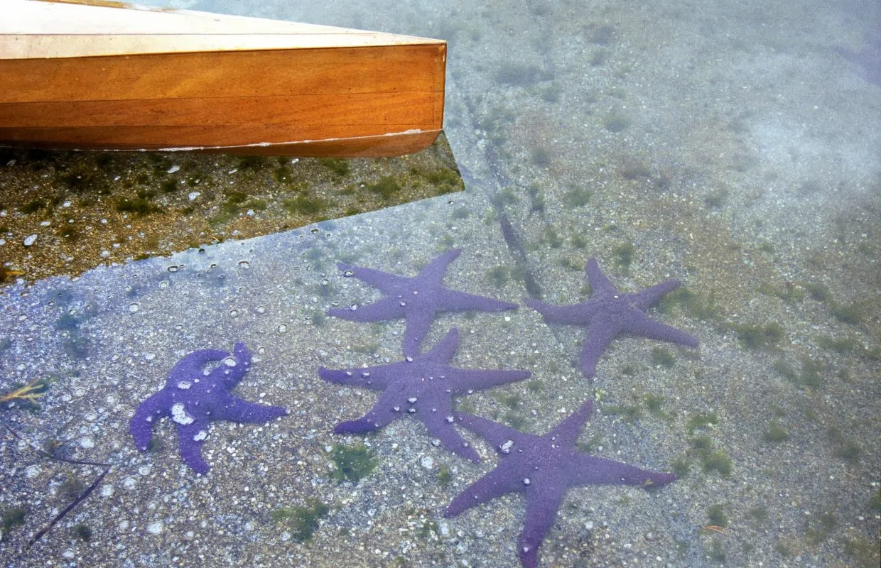Starfish in shallow water