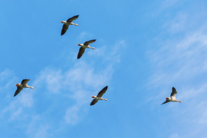 Leadership During Crisis: A Human-Centered Approach