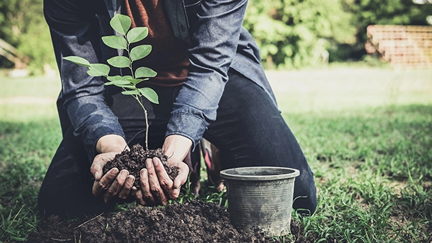 Midsection of man holding sapling on field